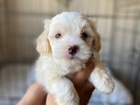 Terrier yavrumuz yeni ailesini arıyor
