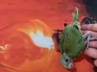 Bebek pakistan papağanı el besleme