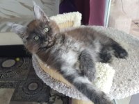 Maine Coon Erkek Black Smoke Wcf