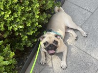 7 aylık dişi pug