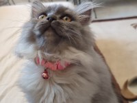 3 buçuk aylık dişi bir melek british longhair