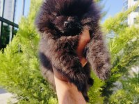 Siyah İnci Pomeranian Yavruları