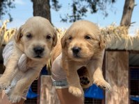 Golden retriever yavrularımız