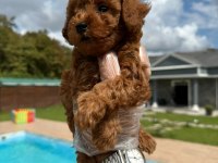 Red Brown Toy Poodle Yavrulari İstanbul 