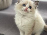 Ragdoll Yavrular