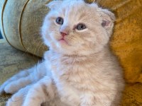 Dünyalar tatlısı scottish fold kedimiz kucak aşığı