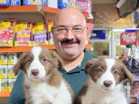 Red white ve red merle border collie yavruları
