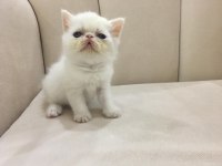 Maviş Orjinal Exotic Shorthair Bebişler