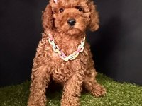 Sevimli Toy Poodle Yavrularımız