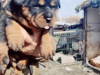 Irk garantili rottweiler yavrumuz