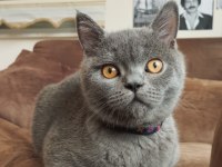British shorthair tüm eşyaları yanında verilecektir