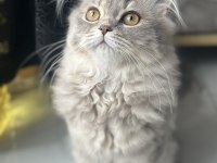 British longhair 4 aylık dişi