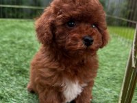 İZMİR BORNOVA TOY POODLE