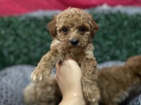 KORE BABADAN POODLE BEBEKLER