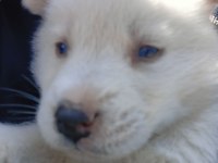 SAF HUSKY (SİBİRYA KURDU) UYGUN FİYATLI