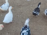 Muscovy, amerikan fıs fıs ve sessiz ördekler