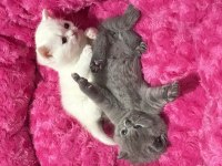 2 Aylık British Longhair Yavru