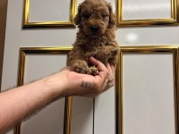 Üst kalite sağlık ırk garantili poodle yavrular