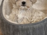 Maltipoo Aşılı