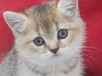2 aylık british shorthair yavrular