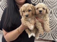 Safkan apricot toy poodle yavrularım