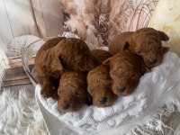 Uygun fiyata original poodle yavruları