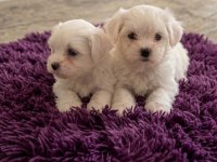 Sıfır numara maltese bebekler