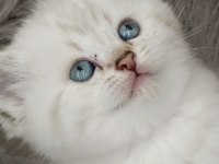 Şecereli Babanın Kaliteli British Longhair Yavruları