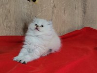 MÜKEMMEL BRİTİSH LONGHAİR DİŞİ YAVRULAR