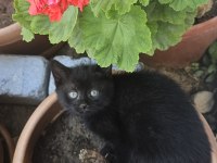Simsiyah Lekesiz Yeşil Gözlü British Shorthair