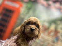 Red- Red Brown Maltipoo Yavrularımız @petclubadanaa