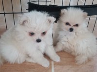 Evinizin küçük sevimli pomeranian arkadaşlarınız olacak