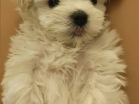 Özel Şartlarla Sahiplendirilecek Maltese Terrier