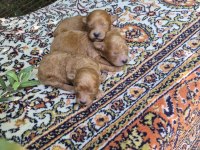 Maltipoo Yavrularımız