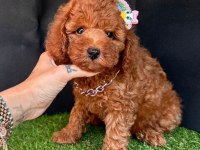 Sevimli Toy Poodle Yavrularımız