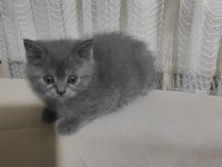 British shorthair kediler