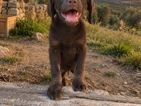 Orjinal labrador bebeklerimiz teslime hazır