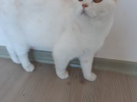 Erkek 1 yaşında scottish straight kedimiz