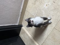 3 aylık tekir yuva arıyoruz