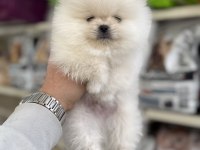 Pomeranian Teacup Yavrularımız
