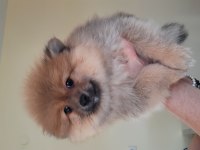Irk garantili pomeranian