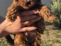 Orjinal Toy Poodle