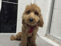 Toy Poodle 8 Aylık Erkek