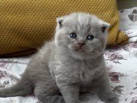 Kaliteli British Shorthair Bebekler