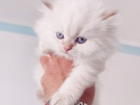 British Shorthair ve Longhair yavru ve yetişkin kediler