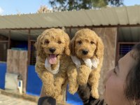 Dev poodle çok şirin yavrular ruhsatlı çiftlik 