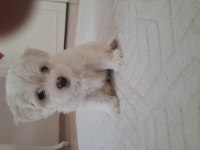 2 aylık sevimli kartopu maltipoo oğlum
