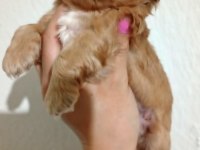 Rezerve açık kg cm garantili maltipoo yavrular