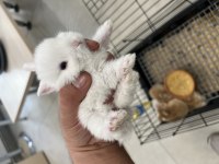 Yavru Lop Tavşanlar