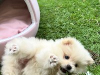 Yeni yuvasını arayan dişi ve erkek pomeranian